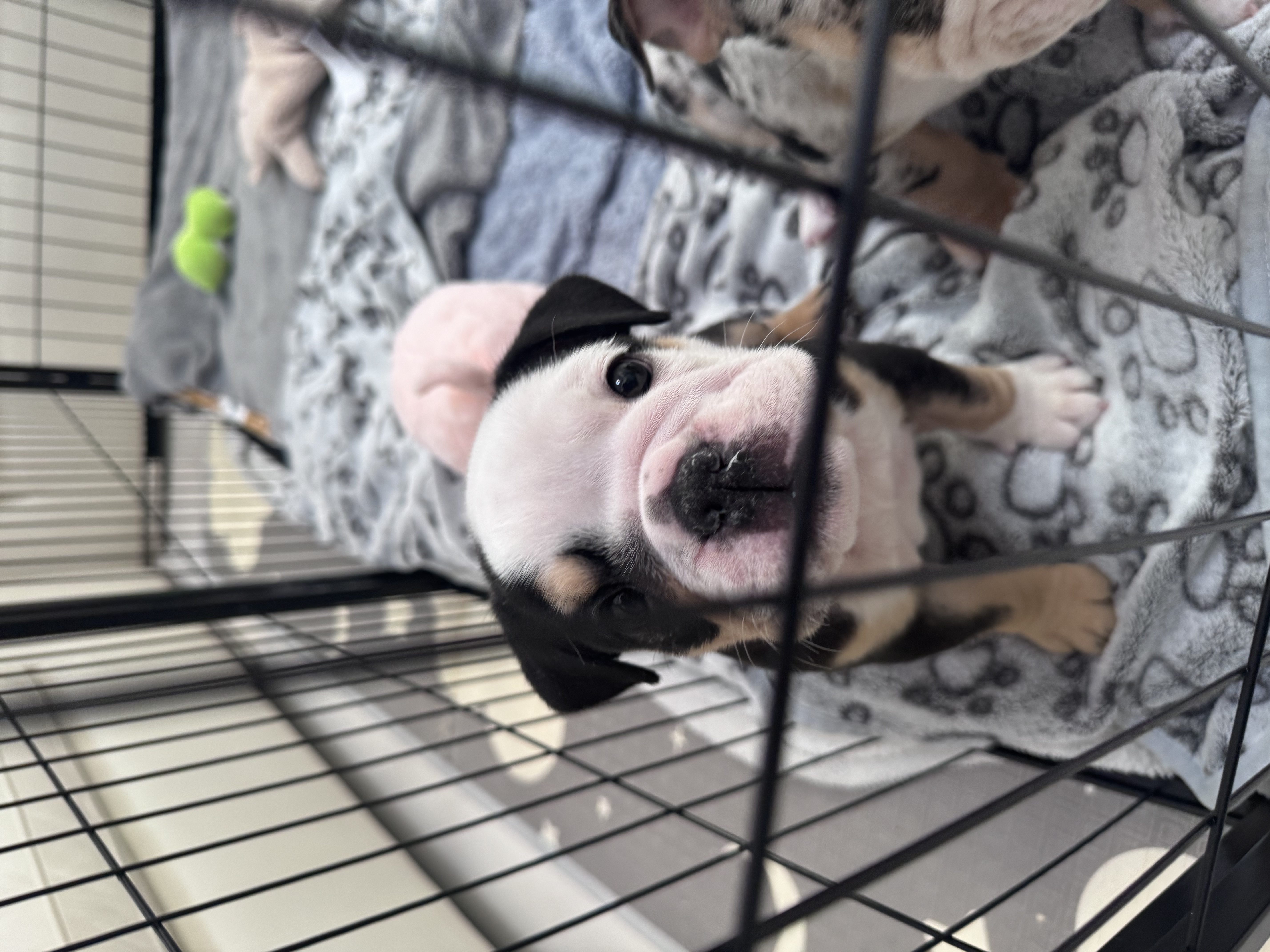 Luna - English Bulldog puppy for sale